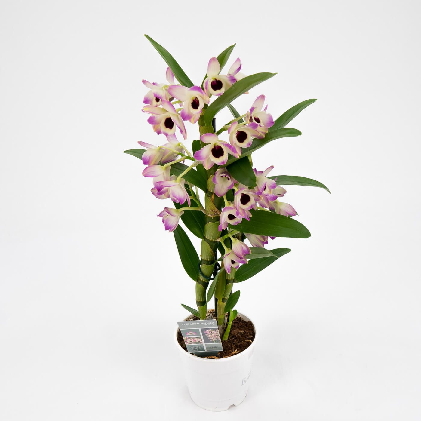 Comprar Dendrobium Barcelona