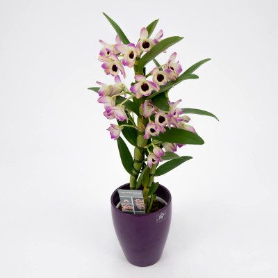 Comprar Dendrobium Barcelona