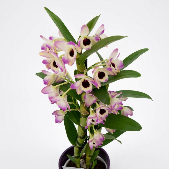 Comprar Dendrobium Barcelona
