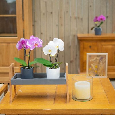 Comprar Phalaenopsis XXL 2 flores Barcelona