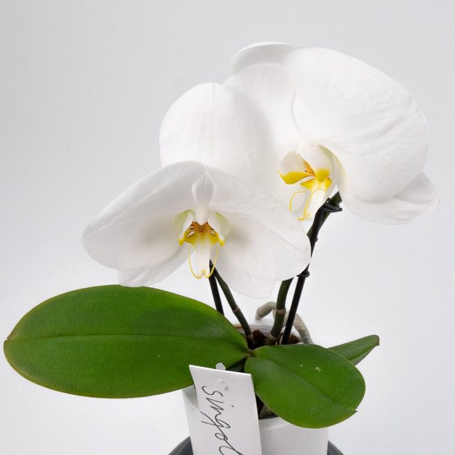 Comprar Phalaenopsis XXL 2 flores Barcelona