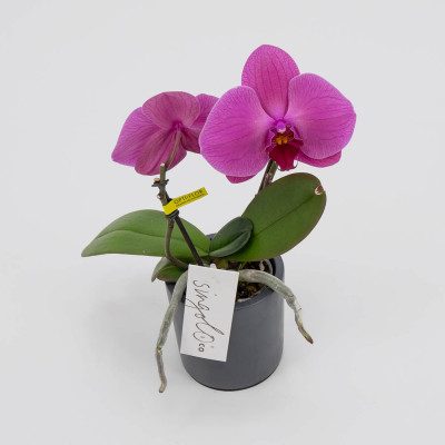 Comprar Phalaenopsis XXL 2 flores Barcelona