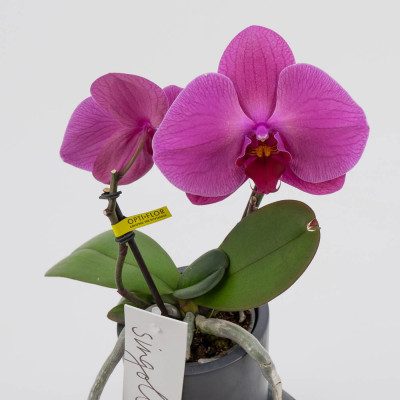 Comprar Phalaenopsis XXL 2 flores Barcelona