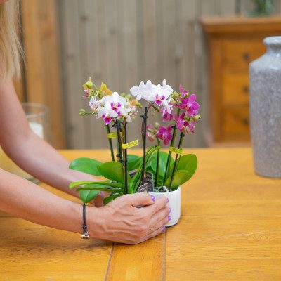 Comprar Mini phalaenopsis Barcelona