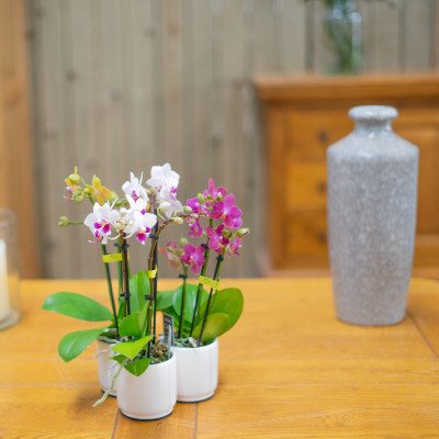 Comprar Mini phalaenopsis Barcelona
