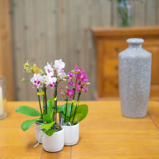 Comprar Mini phalaenopsis Barcelona Comprar Mini phalaenopsis Barcelona