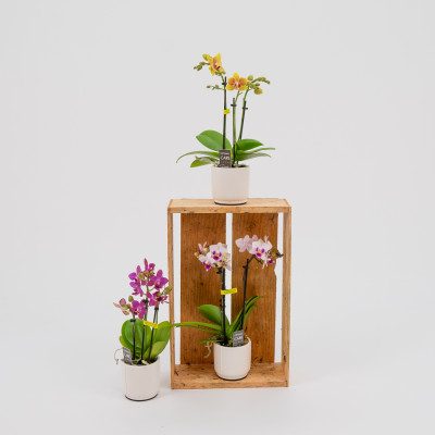Comprar Mini phalaenopsis Barcelona