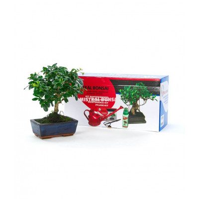 Comprar Kit Manteniment Bonsais Barcelona