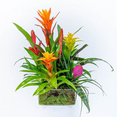 Comprar Bromelia mix en cristal Barcelona