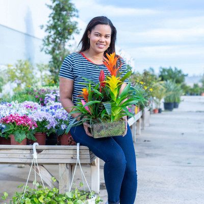 Comprar Bromelia mix en cristal Barcelona