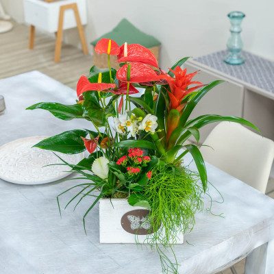 Comprar Composició d'anthurium Barcelona
