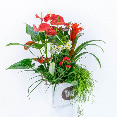 Comprar Composició d'anthurium Barcelona