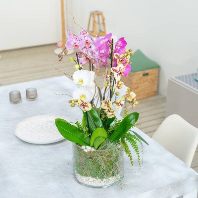 Comprar Cilindre vidre orquídia mix Barcelona