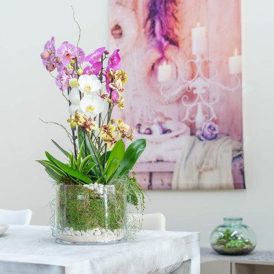 Comprar Cilindre vidre orquídia mix Barcelona