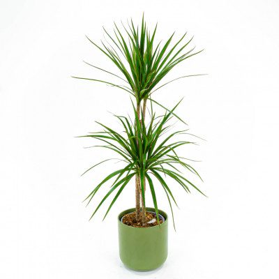 Comprar Dracaena Marginata Barcelona