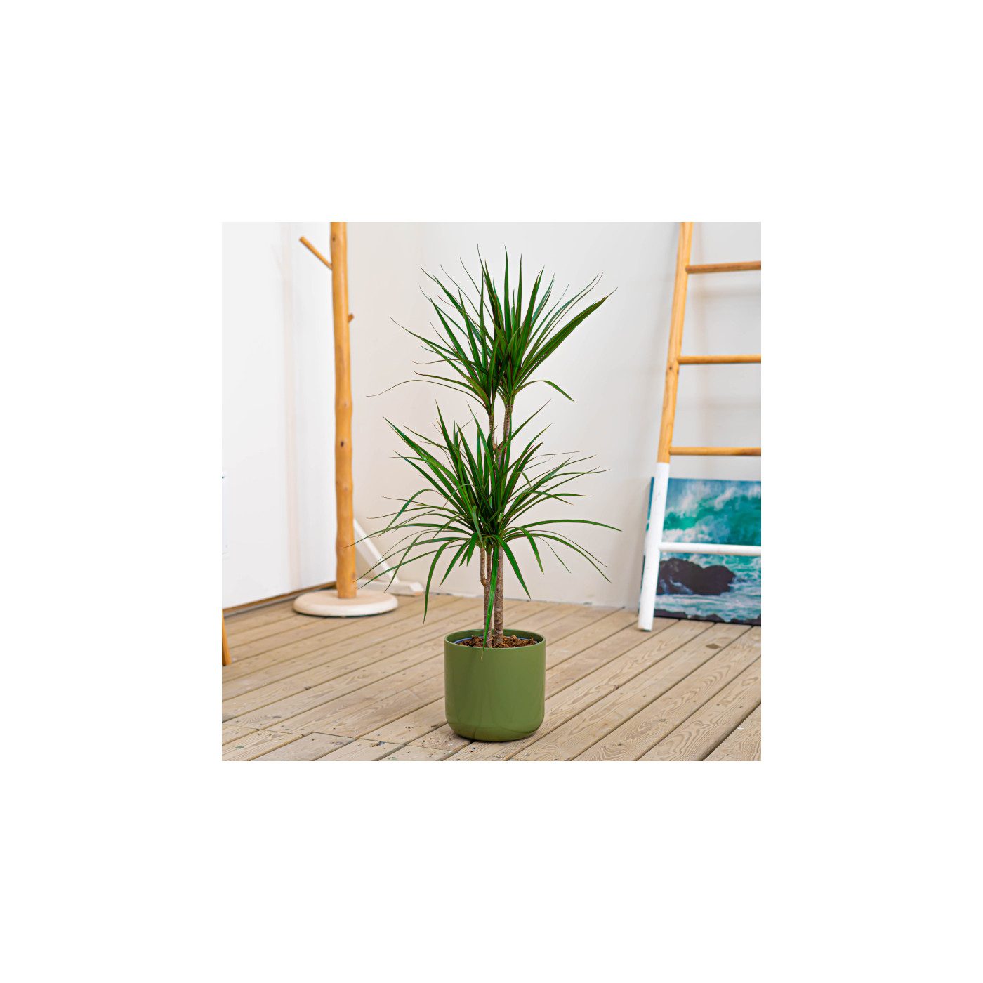 Comprar Dracaena Marginata Barcelona