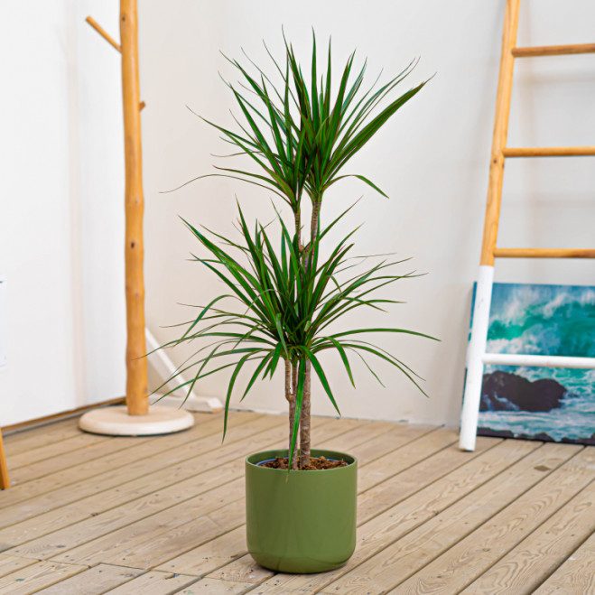 Comprar Dracaena Marginata Barcelona Comprar Dracaena Marginata Barcelona