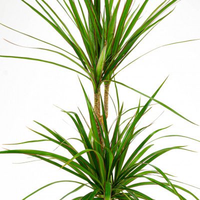 Comprar Dracaena Marginata Barcelona