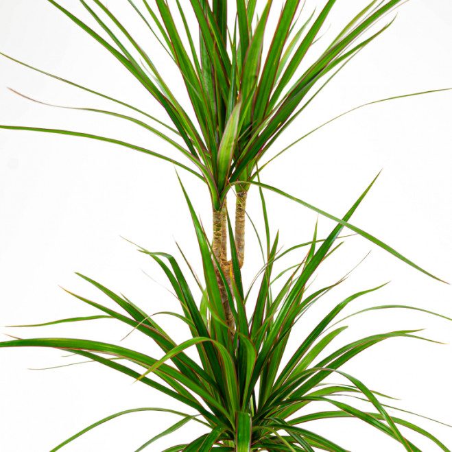 Comprar Dracaena Marginata Barcelona Comprar Dracaena Marginata Barcelona