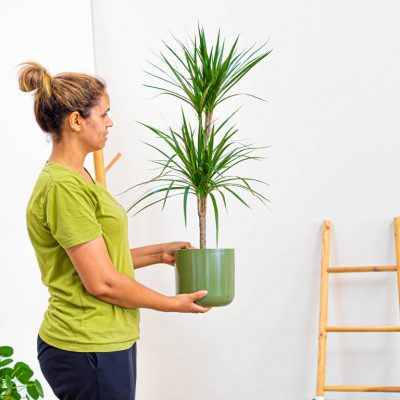 Comprar Dracaena Marginata Barcelona