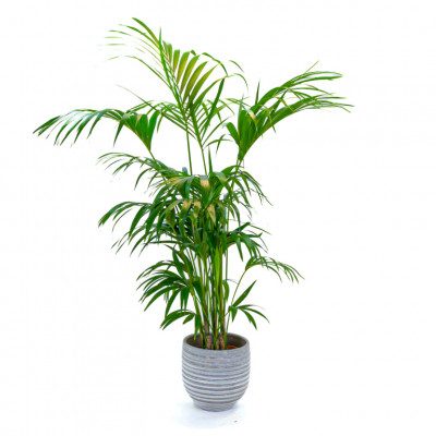 Comprar Kentia Barcelona