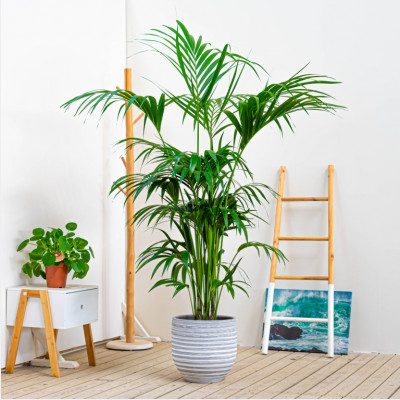Comprar Kentia Barcelona