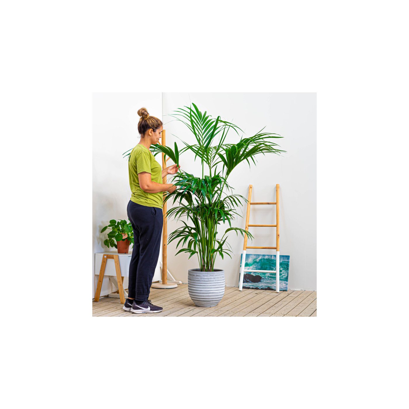 Comprar Kentia Barcelona