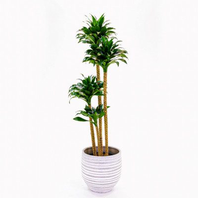 Comprar Dracaena Compacta Barcelona