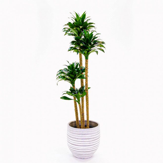 Comprar Dracaena Compacta Barcelona Comprar Dracaena Compacta Barcelona