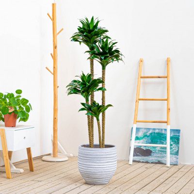 Comprar Dracaena Compacta Barcelona