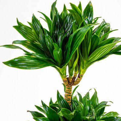 Comprar Dracaena Compacta Barcelona