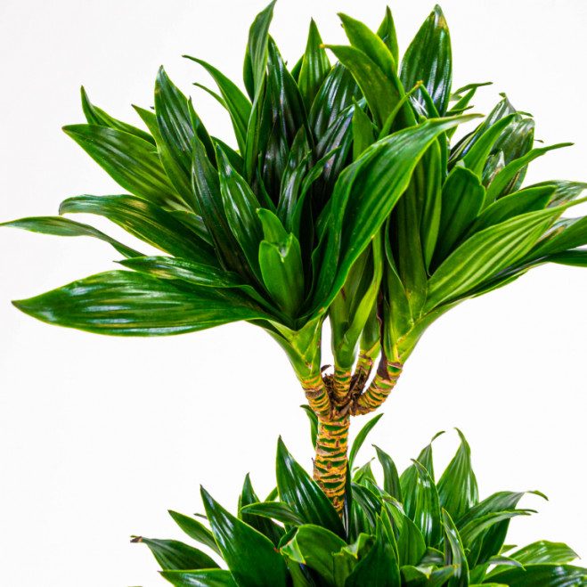 Comprar Dracaena Compacta Barcelona Comprar Dracaena Compacta Barcelona