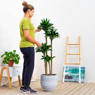 Comprar Dracaena Compacta Barcelona