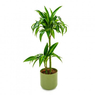 Comprar Dracaena Hawai Barcelona
