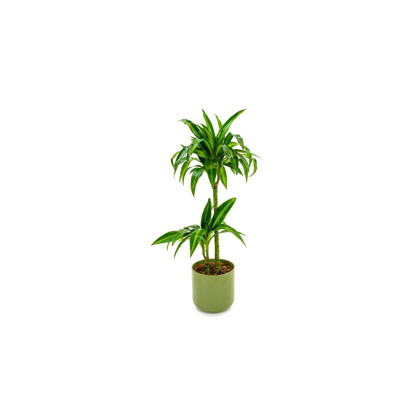 Comprar Dracaena Hawai Barcelona