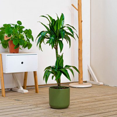 Comprar Dracaena Hawai Barcelona