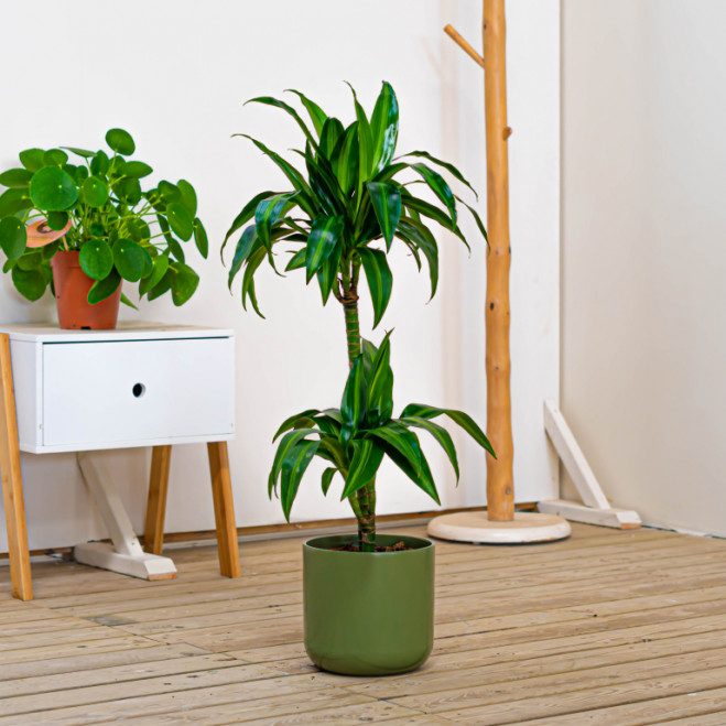 Comprar Dracaena Hawai Barcelona