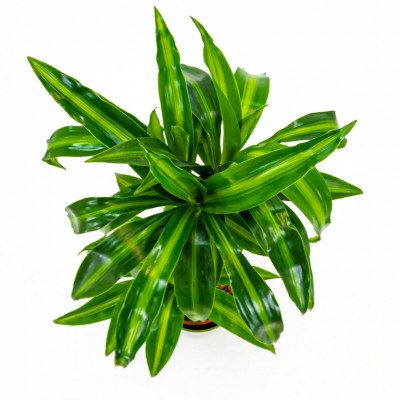 Comprar Dracaena Hawai Barcelona