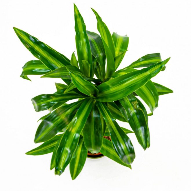 Comprar Dracaena Hawai Barcelona
