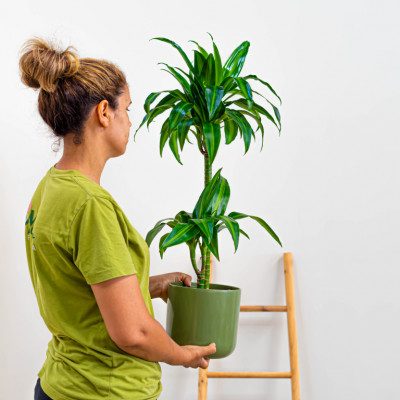 Comprar Dracaena Hawai Barcelona
