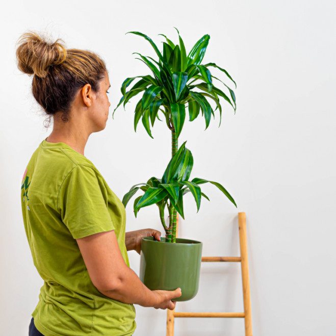 Comprar Dracaena Hawai Barcelona
