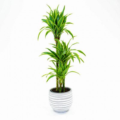 Comprar Dracaena Lemon Barcelona