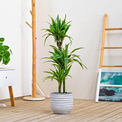 Comprar Dracaena Lemon Barcelona