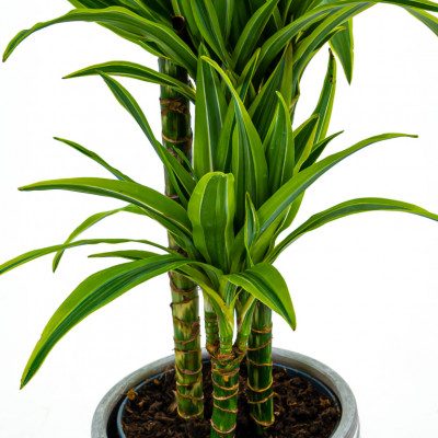 Comprar Dracaena Lemon Barcelona