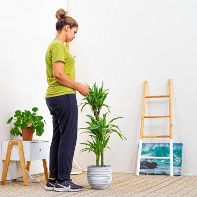 Comprar Dracaena Lemon Barcelona