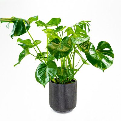 Comprar Monstera Barcelona