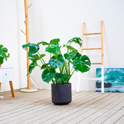 Comprar Monstera Barcelona