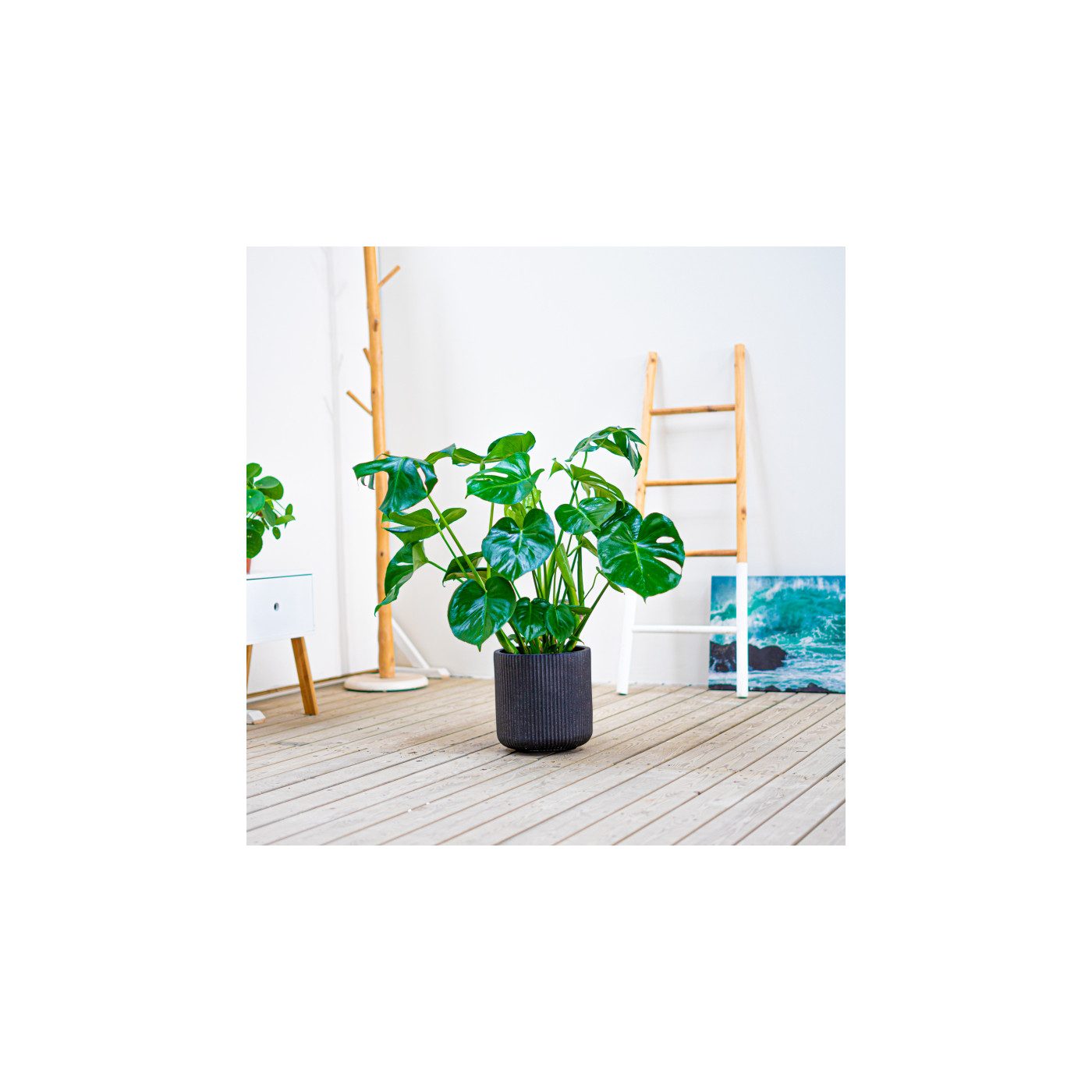 Comprar Monstera Barcelona