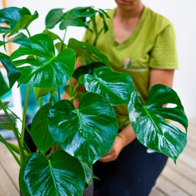 Comprar Monstera Barcelona