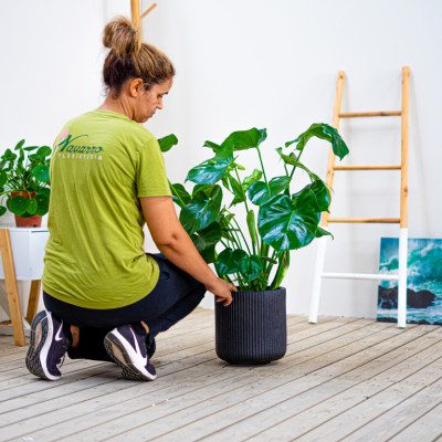 Comprar Monstera Barcelona